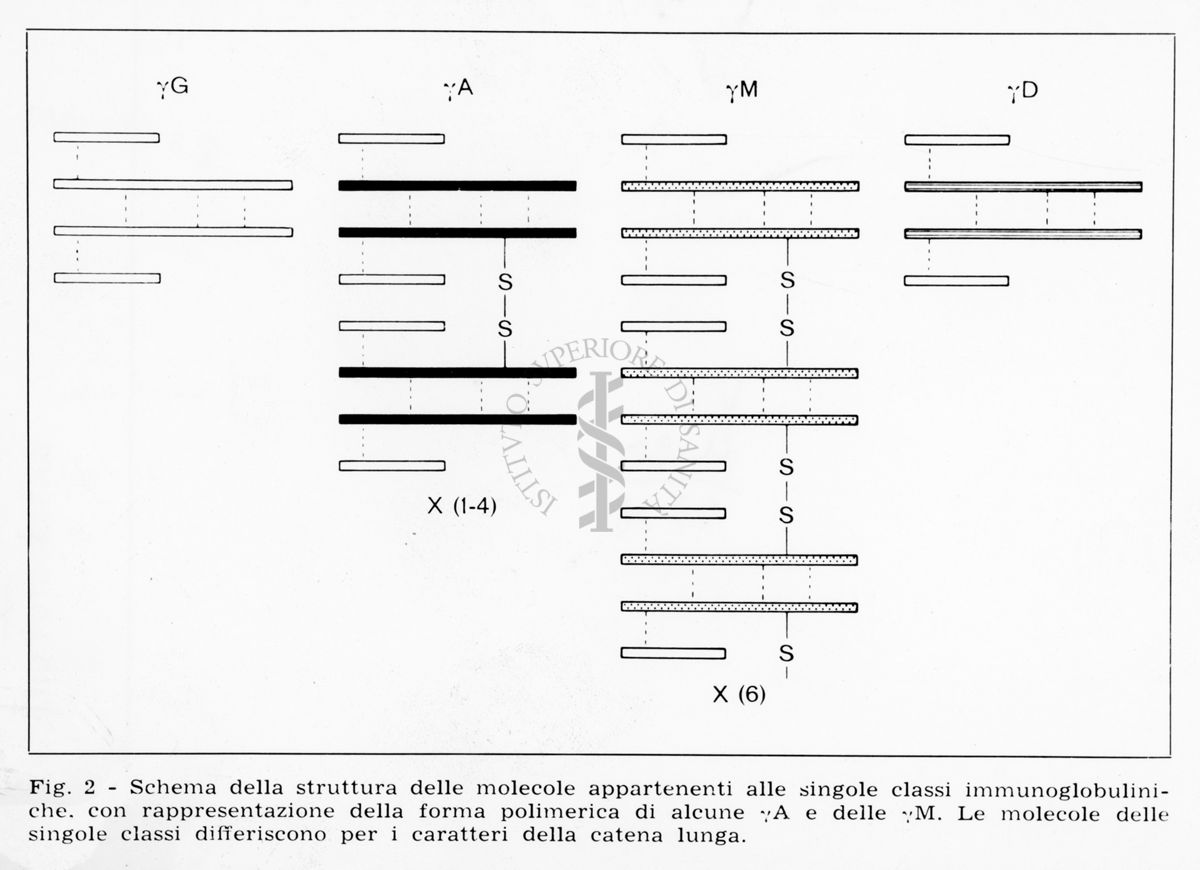 nella foto schema della struttura delle molecole appartenenti alle singole classi immunoglobuliniche con rappresentazione della forma polimerica di alcune "A e delle M". Le molecole delle singole classi differiscono per caratteri della catena lunga.