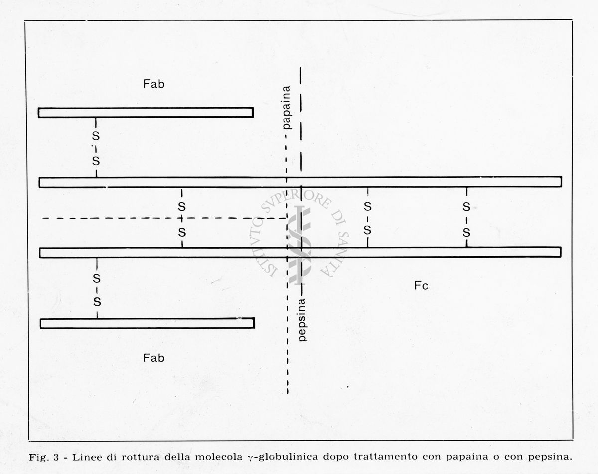 nella foto schema Linee di rottura della molecole y-globulinica dopo trattamento con papaina o con pepsina.