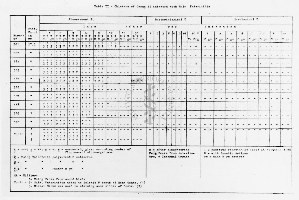 Tabella II gruppo di polli infettati con Salmonella Enteritidis