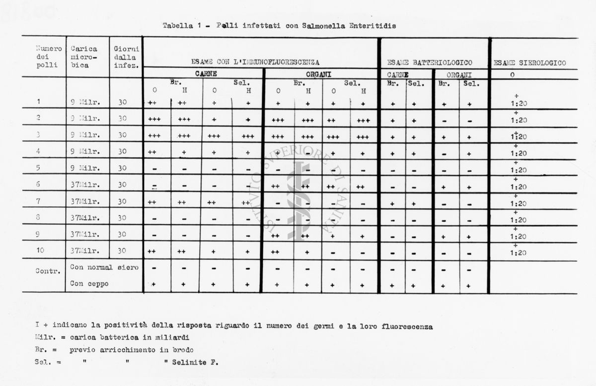 Polli infettati con Salmonella  Enteritidis