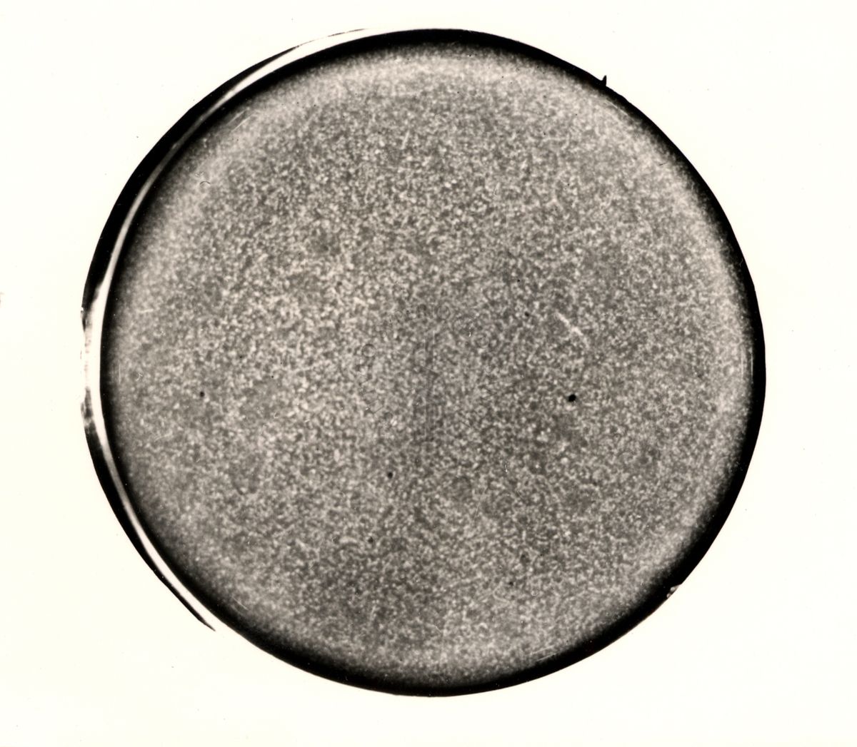 Fotografia al microscopio