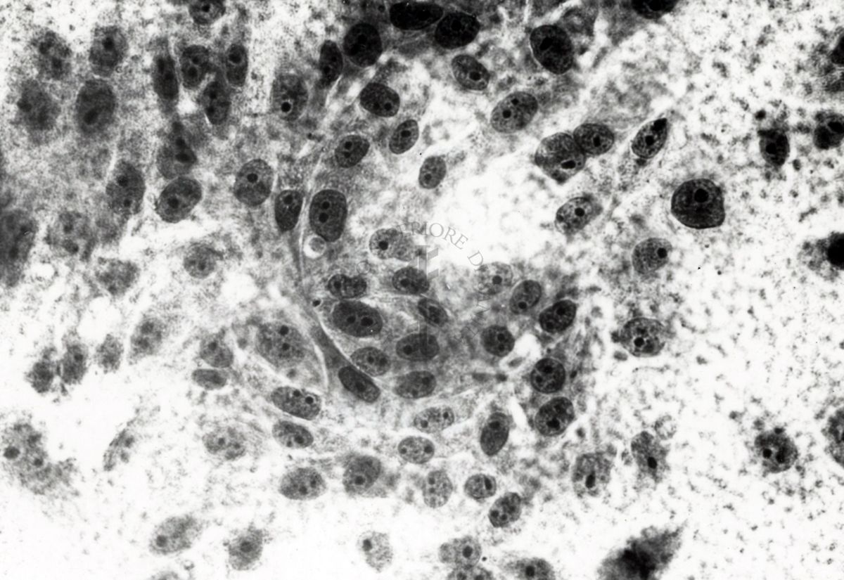 Immagine al microscopio di cellule