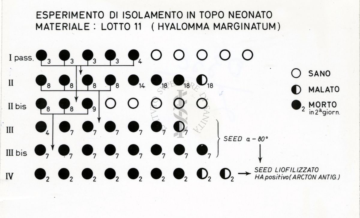 Esperimento di isolamento in topo neonato. Materiale: Lotto 11 (Hyalomma Marginatum)