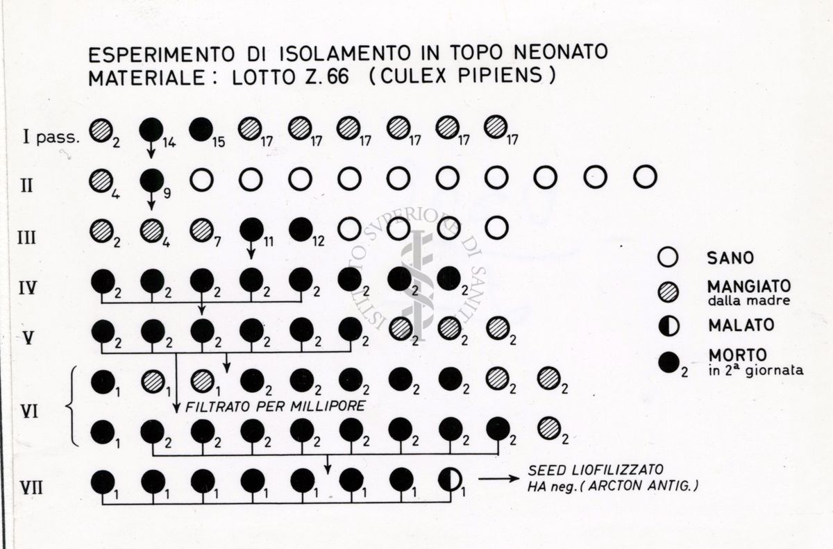 Esperimento di isolamento in topo neonato. Materiale: Lotto Z.66 (Culex Pipiens)