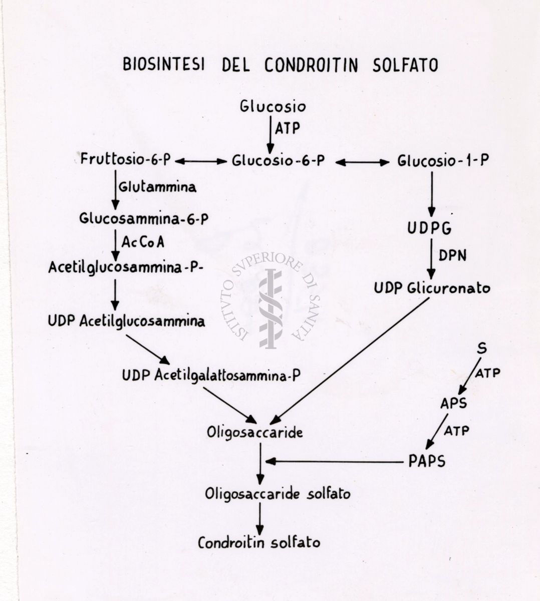 Tabella relativa alla Biosintesi del Condroitin solfato