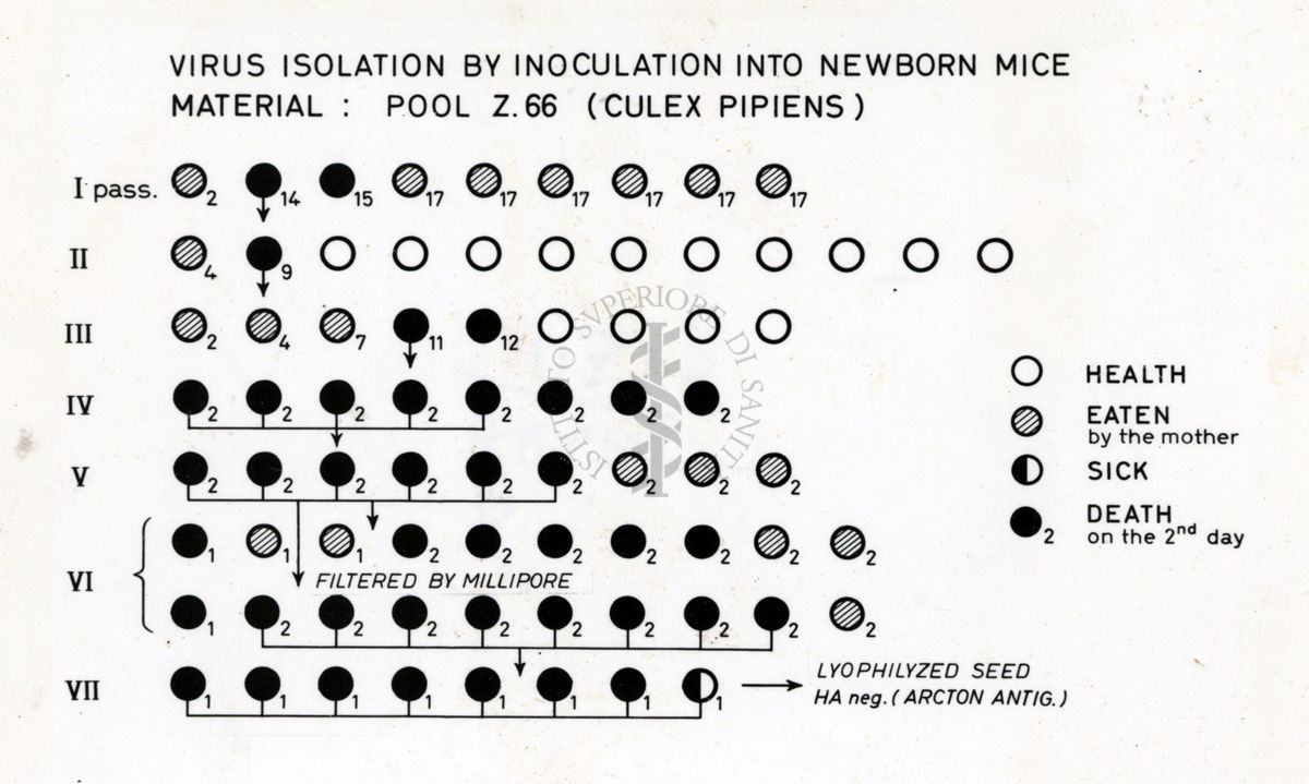 Grafico su: Virus Isolation by Inoculation into newborn mice material: pool Z 66 (Culex Pipiens)