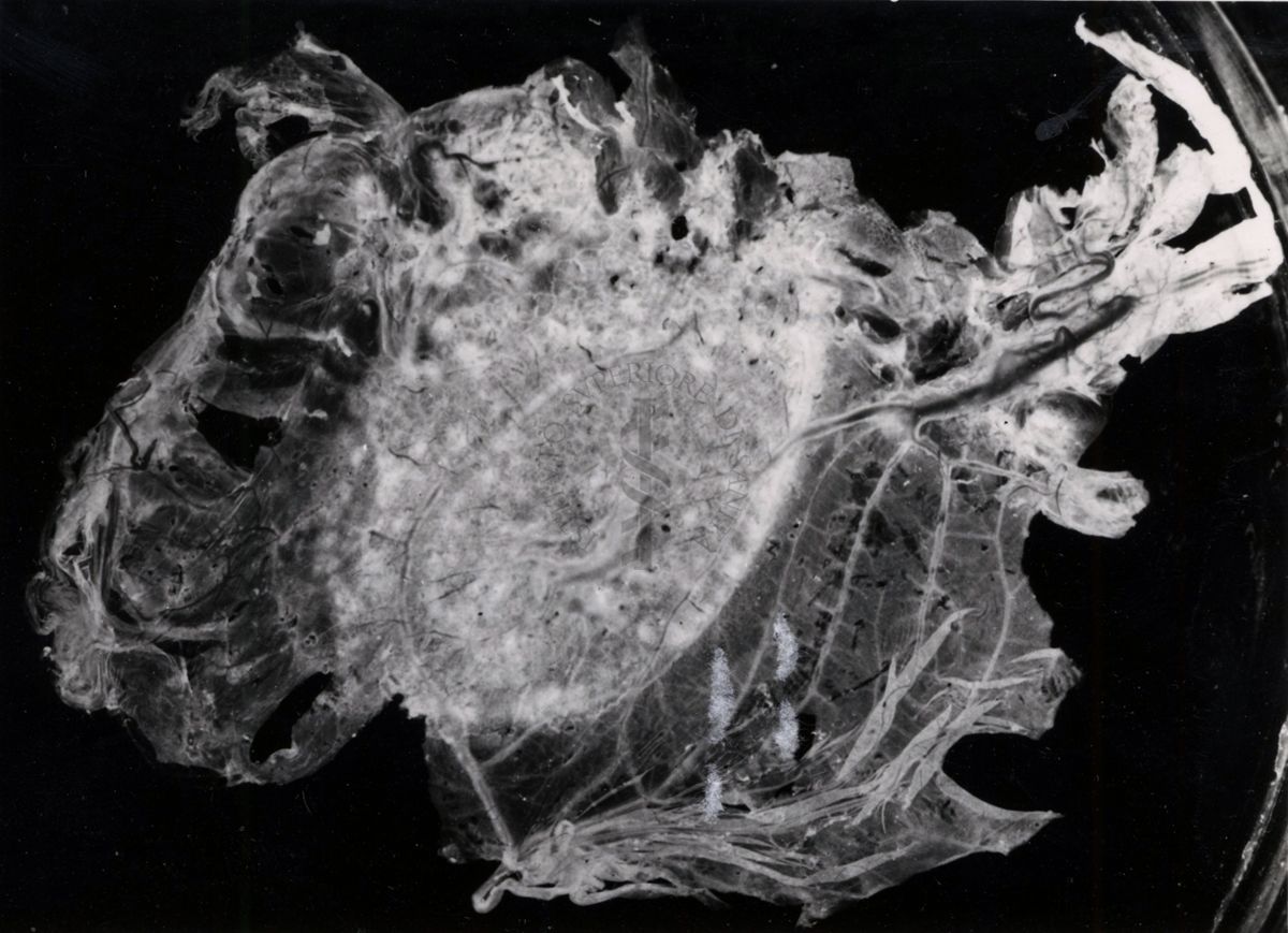 Sostanze microbiologiche in piastre Petri