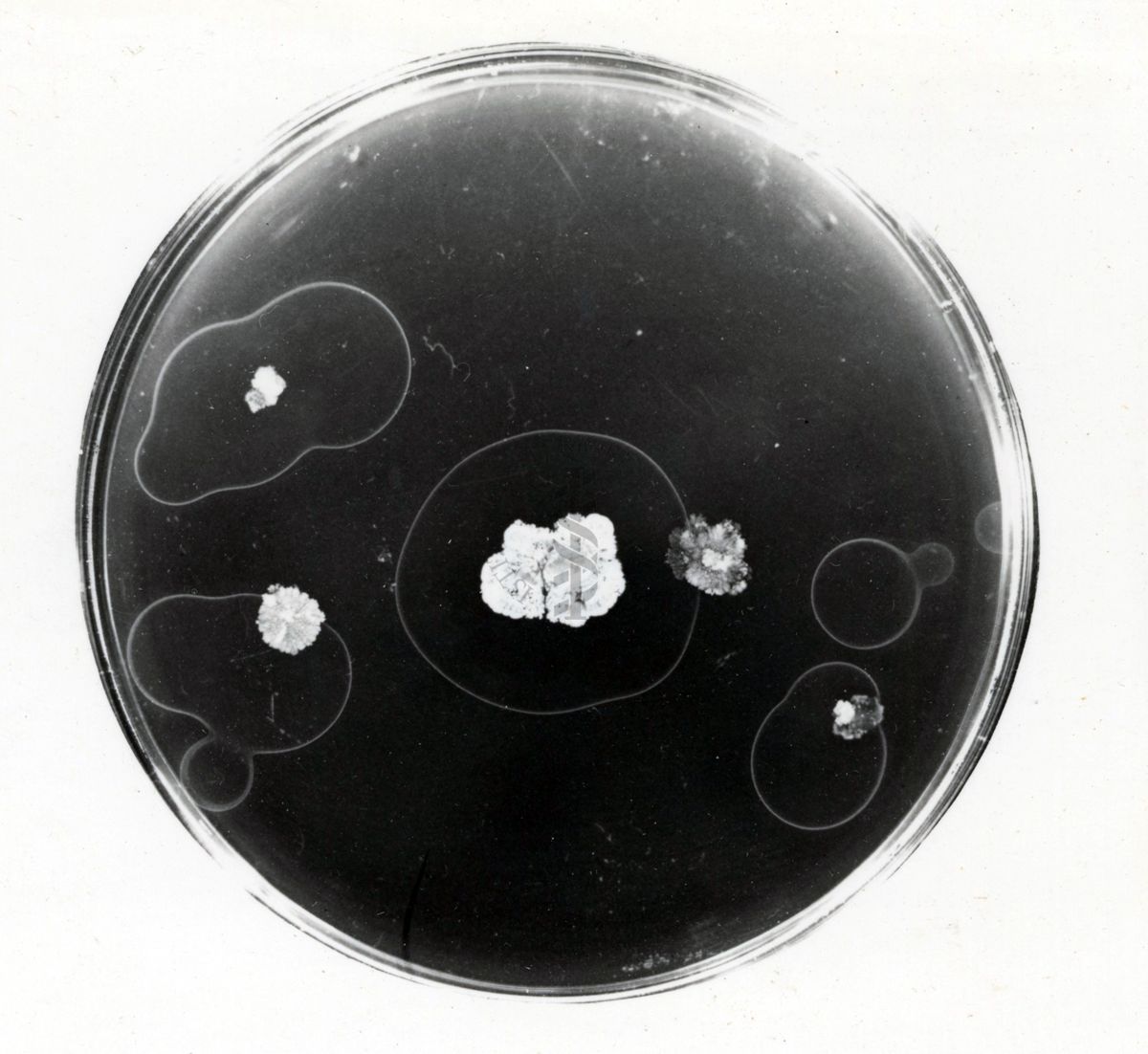 Sostanze microbiologiche in piastre Petri