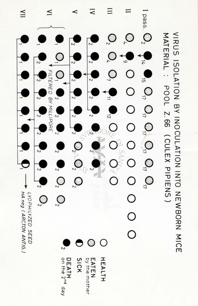 Virus isolation by inoculation into newborn mice material: pool Z. 66 (Culex pipiens)