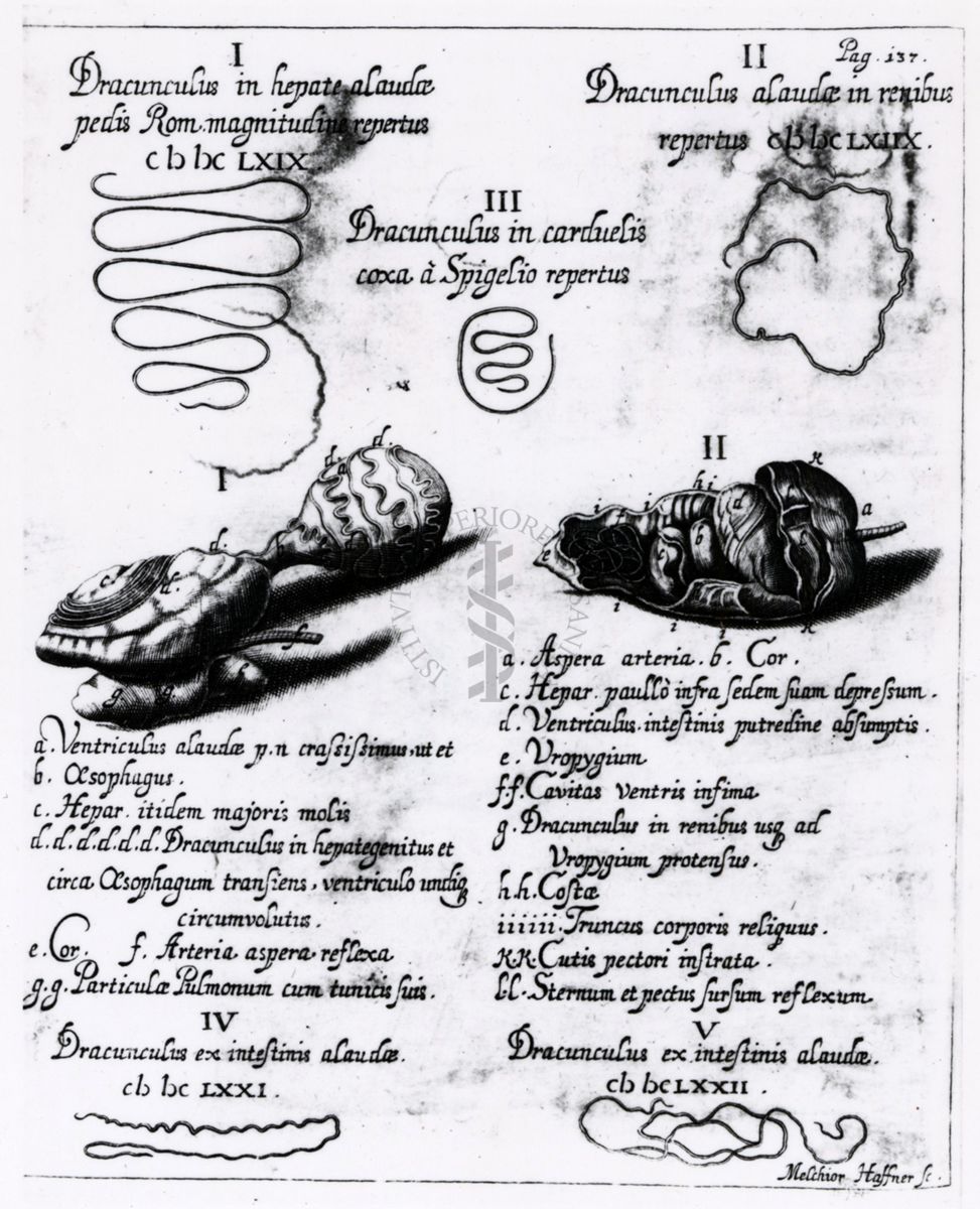 Riproduzione da libro riguardante studi su parassiti