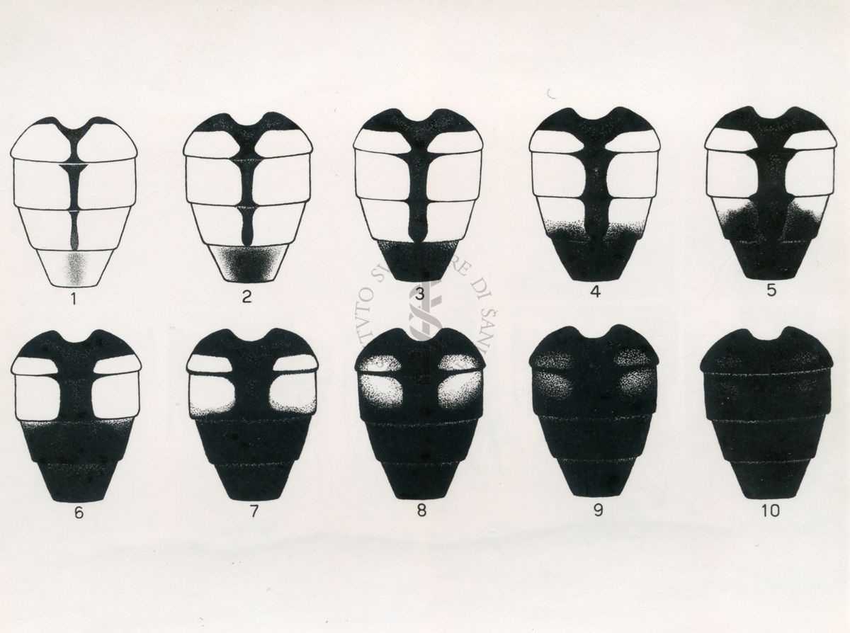 Variabilità della pigmentazione dell'addome nella mosca domestica