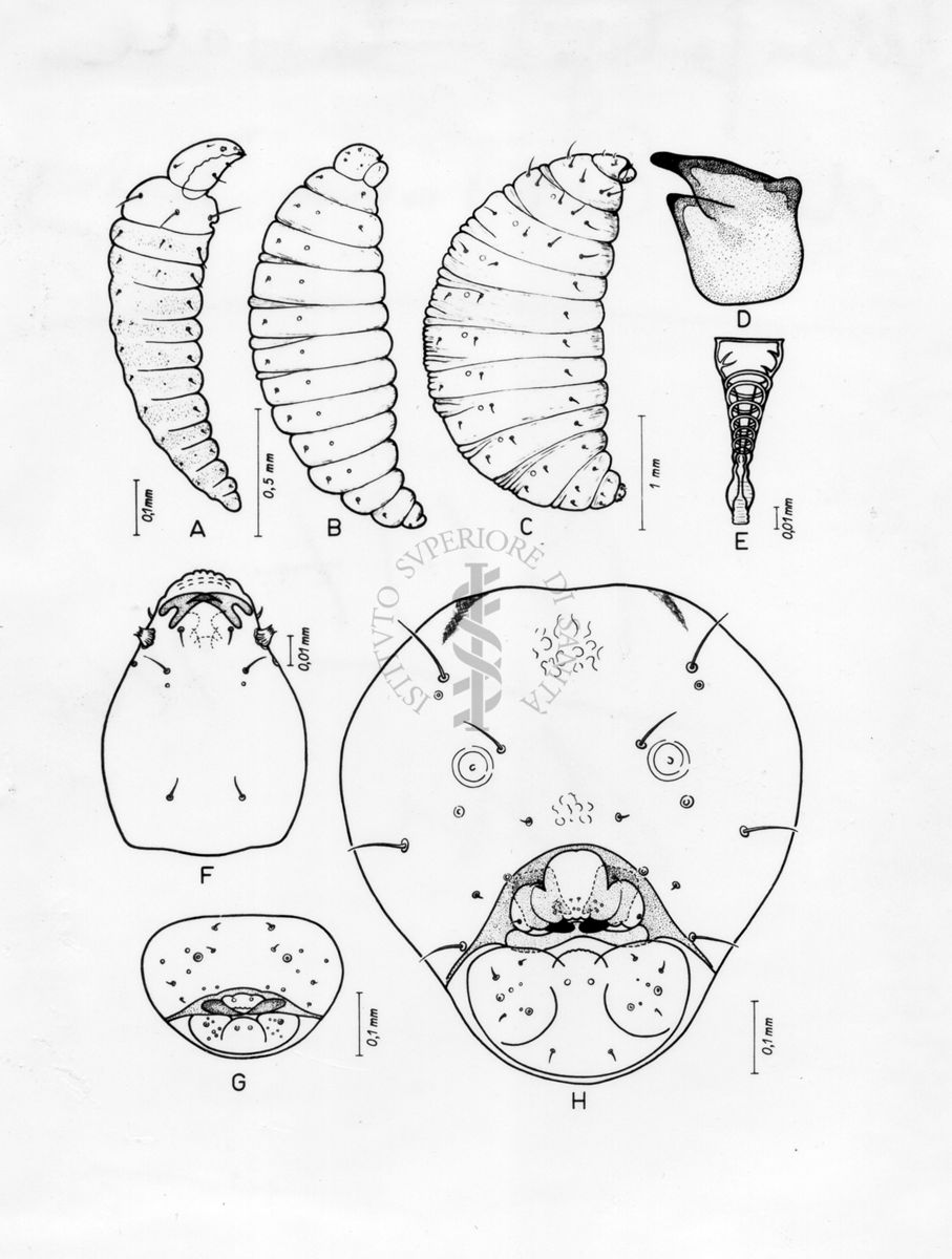 Morfologia larvale di Euritoma Testis. E' il genere più rappresentativo della famiglia degli Euritomidi. Comprende specie parassitoidi o secondariamente fitofaghe.