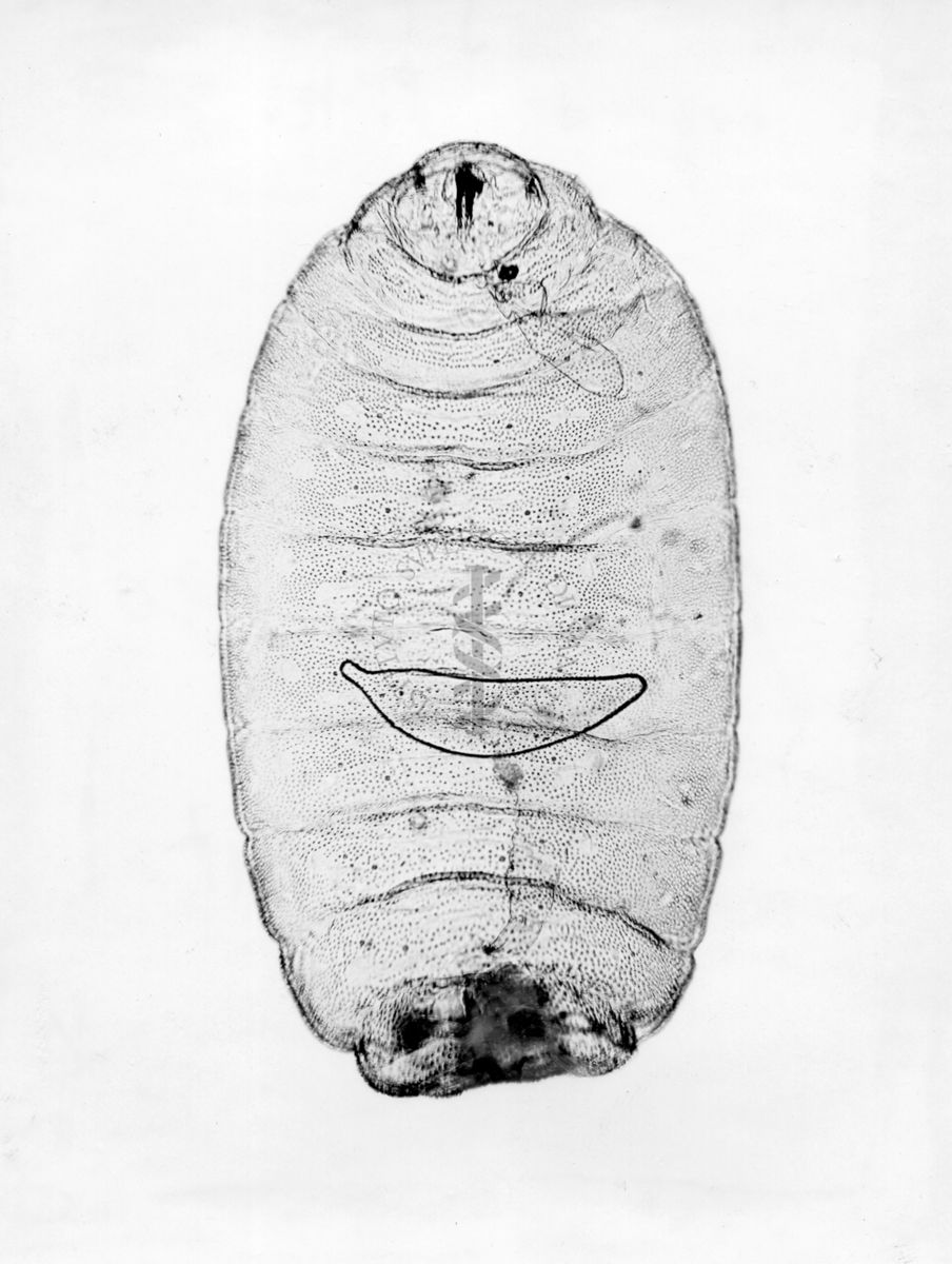 Larva di Myopites inulae con ovo di Pseudotorimus Kisienwetteri