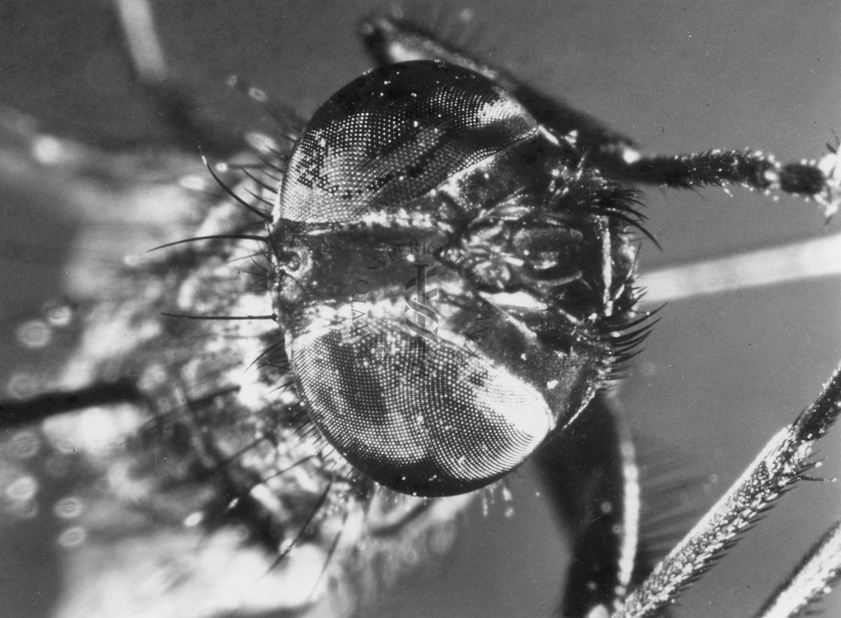 Capo di ginandramorfo di mosca domestica.