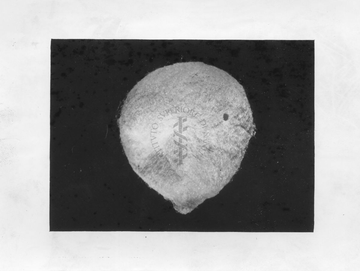 Sacco di ovigero di Latrodectus con foro di uscita di un parassita