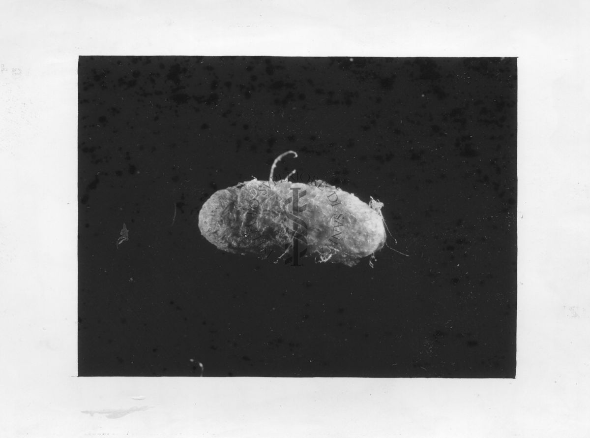 Bozzolo di un parassita delle uova di Latrodectus