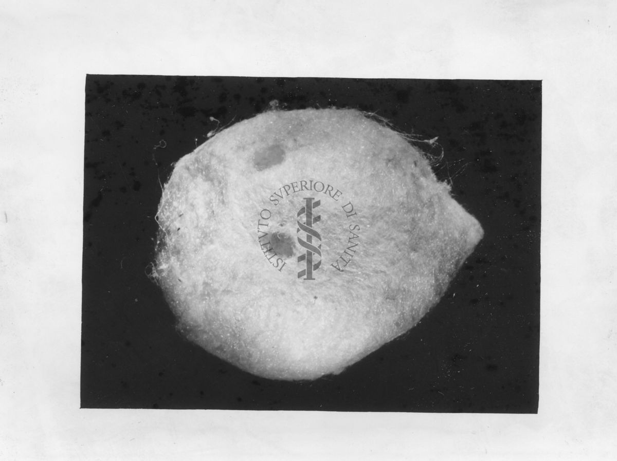 Sacco ovigeno di Latrodectus con fori di uscita di parassiti