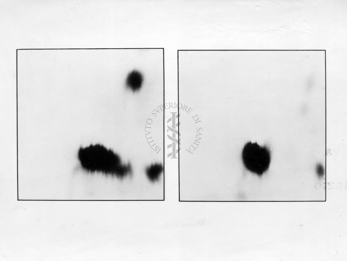 Cromatografia riguardante la decarbossillasi dell'acido glutamminico nel tessuto nervoso di insetti