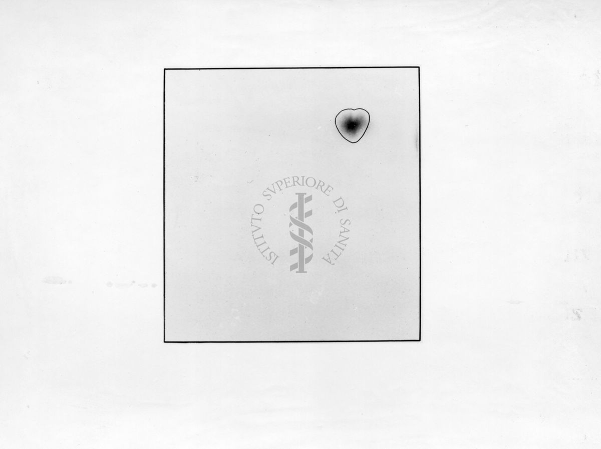 Cromatografia riguardante la decarbossillasi dell'acido glutamminico nel tessuto nervoso di insetti