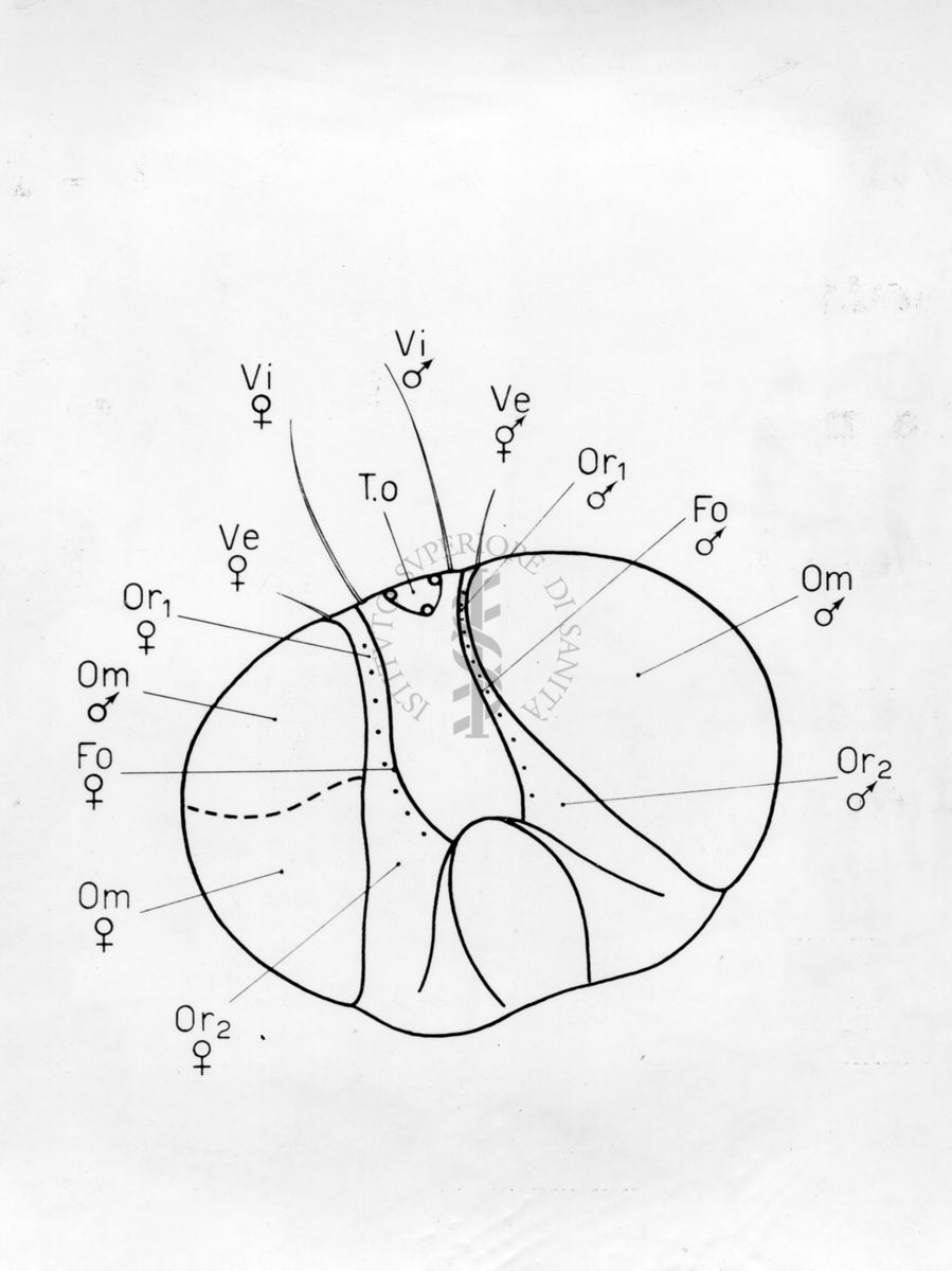 Capo di Ginandromorfi di Mosca domestica