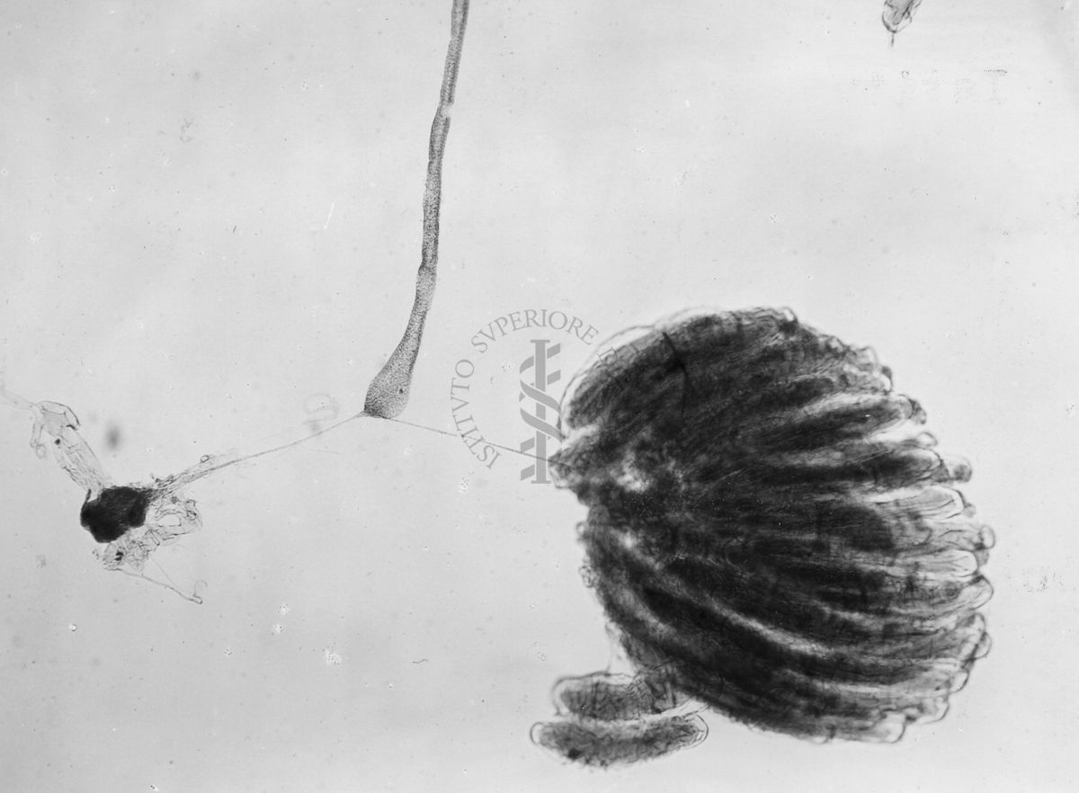 Ginandromorfo di Mosca domestica con gonadi di sesso opposto e dotti maschili