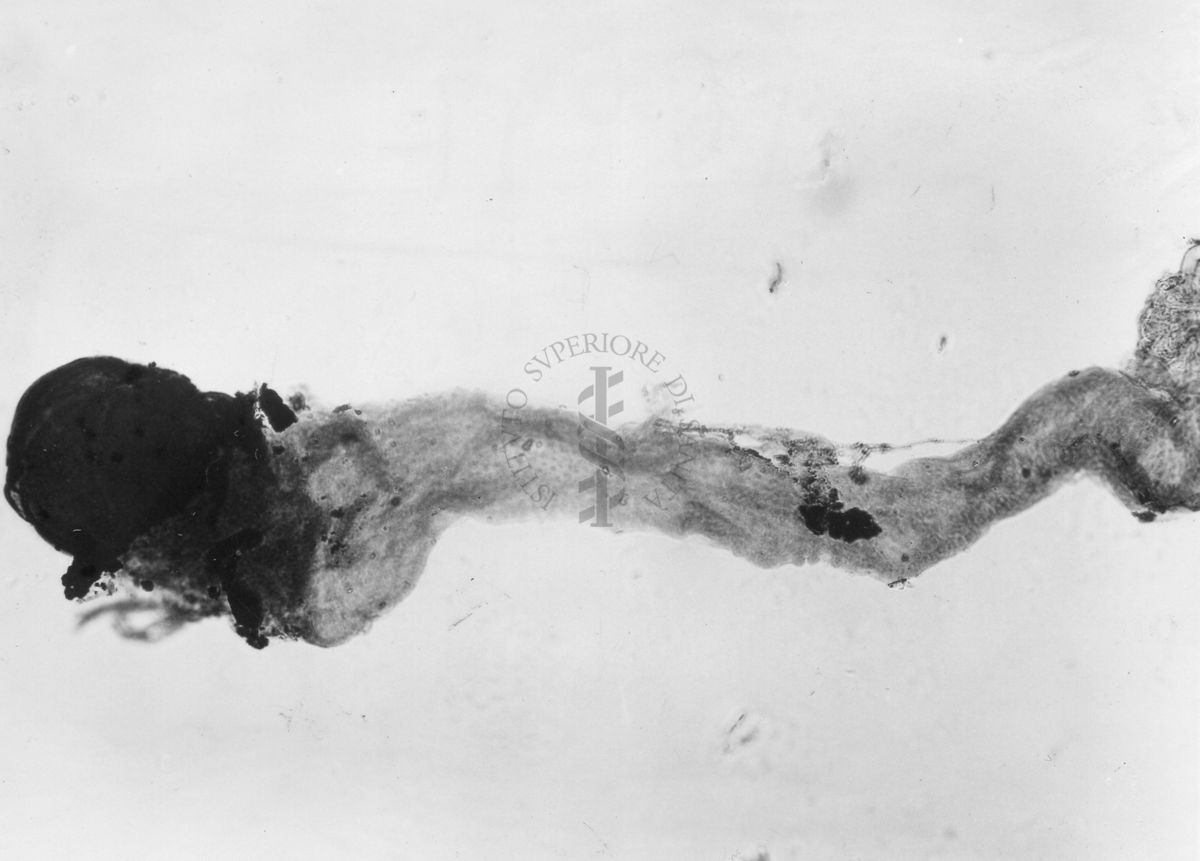 Ginandromorfo di Mosca domestica con testicolo articolato ad un ovidutto