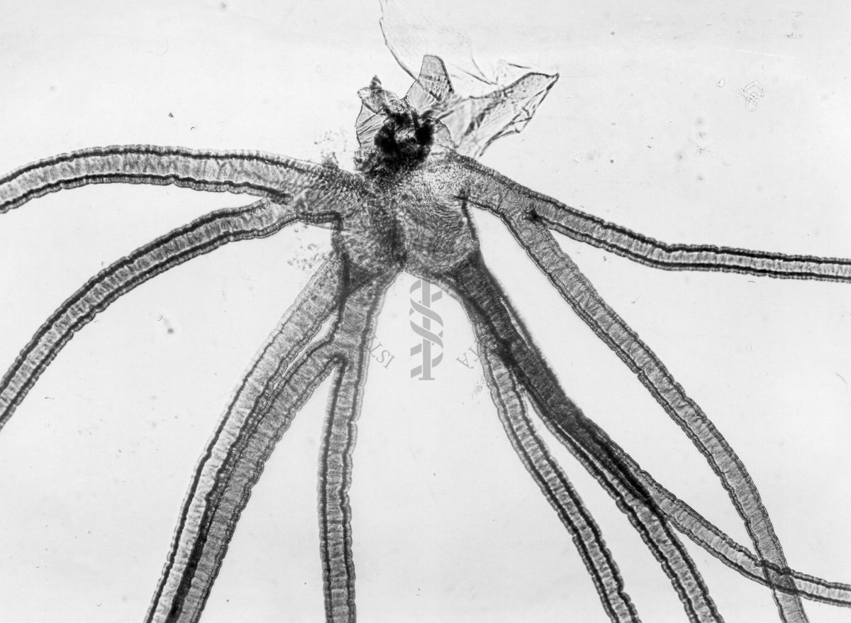 Inquadratura della ramificazione, nella varietà a 10 rami di Simulium Ornatum