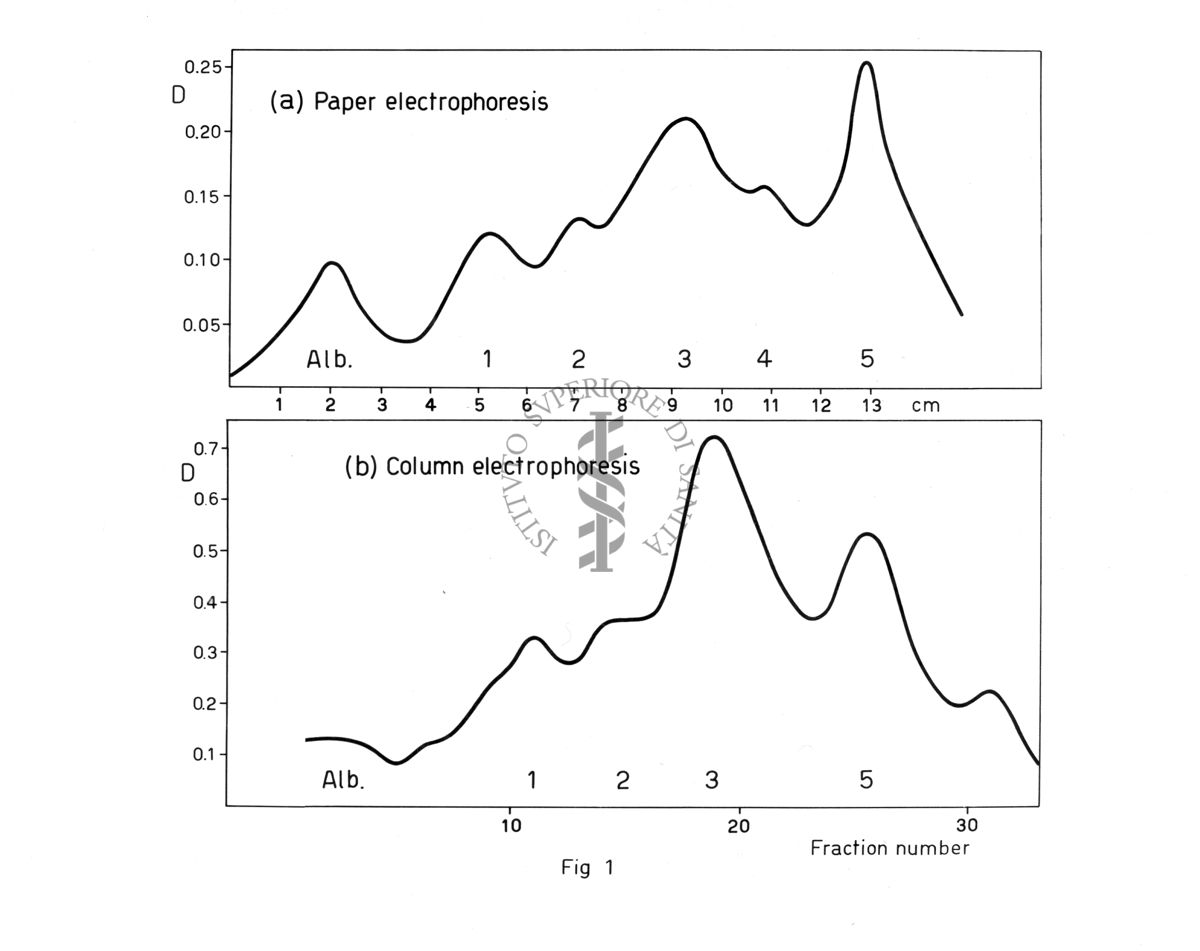 Studi biochimici sul veleno di Latrodectus tredeciguttatus ovvero sulla vedova nera mediterranea, o malmignatta (Latrodectus tredecimguttatus). E' un ragno appartenente alla famiglia Theridiidae
