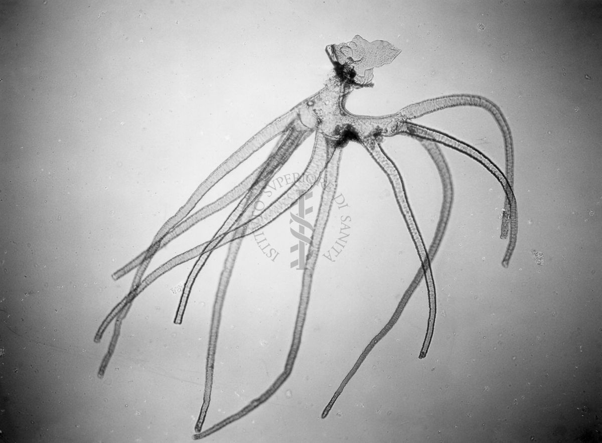 Filamenti bronchiali della ninfa di una specie di Simulide