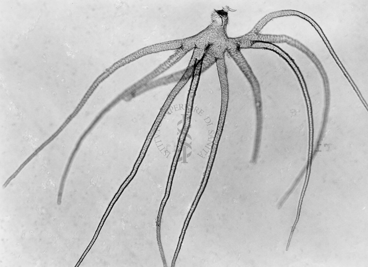 Filamenti bronchiali della ninfa di una nuova specie di Simulide