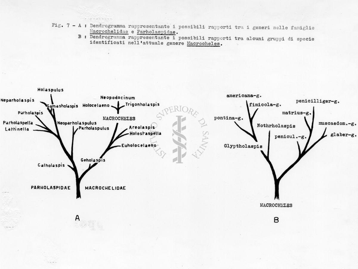 Acari predatori di mosche