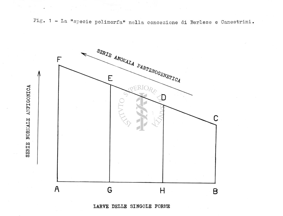 Acari predatori di mosche