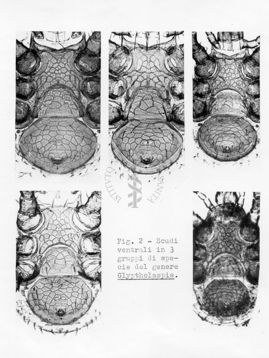 Acari predatori di mosche