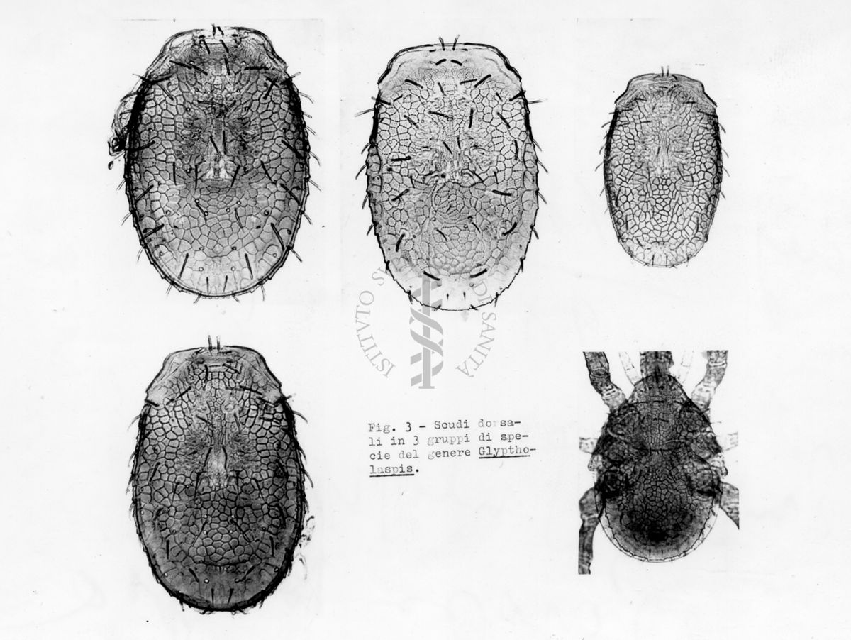 Acari predatori di mosche