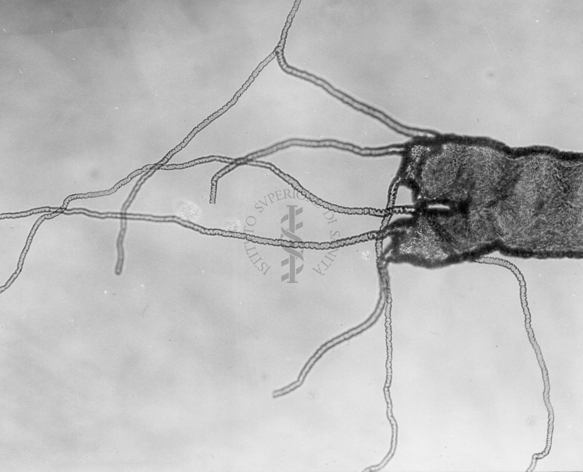 Organi respiratori di una linfa di Simulide