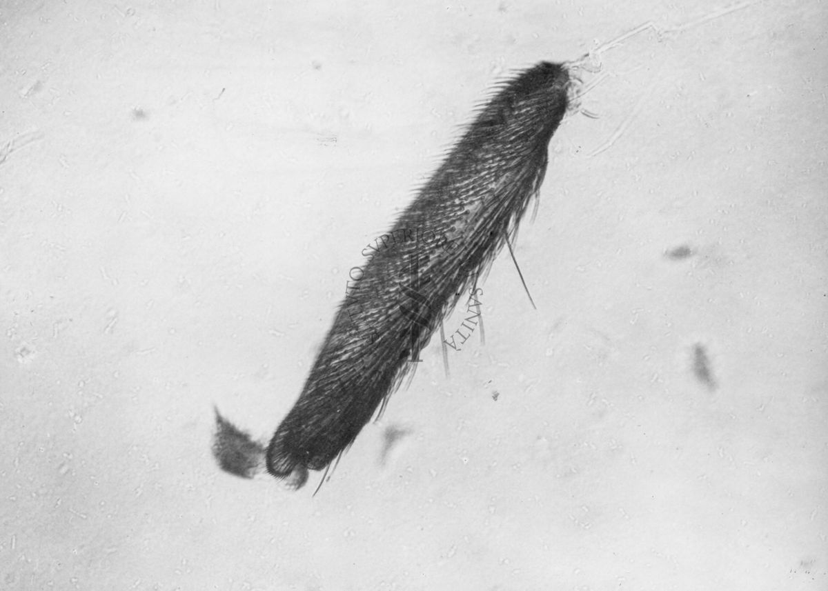 Gasitarso 3° in un Simulide (Diptera)