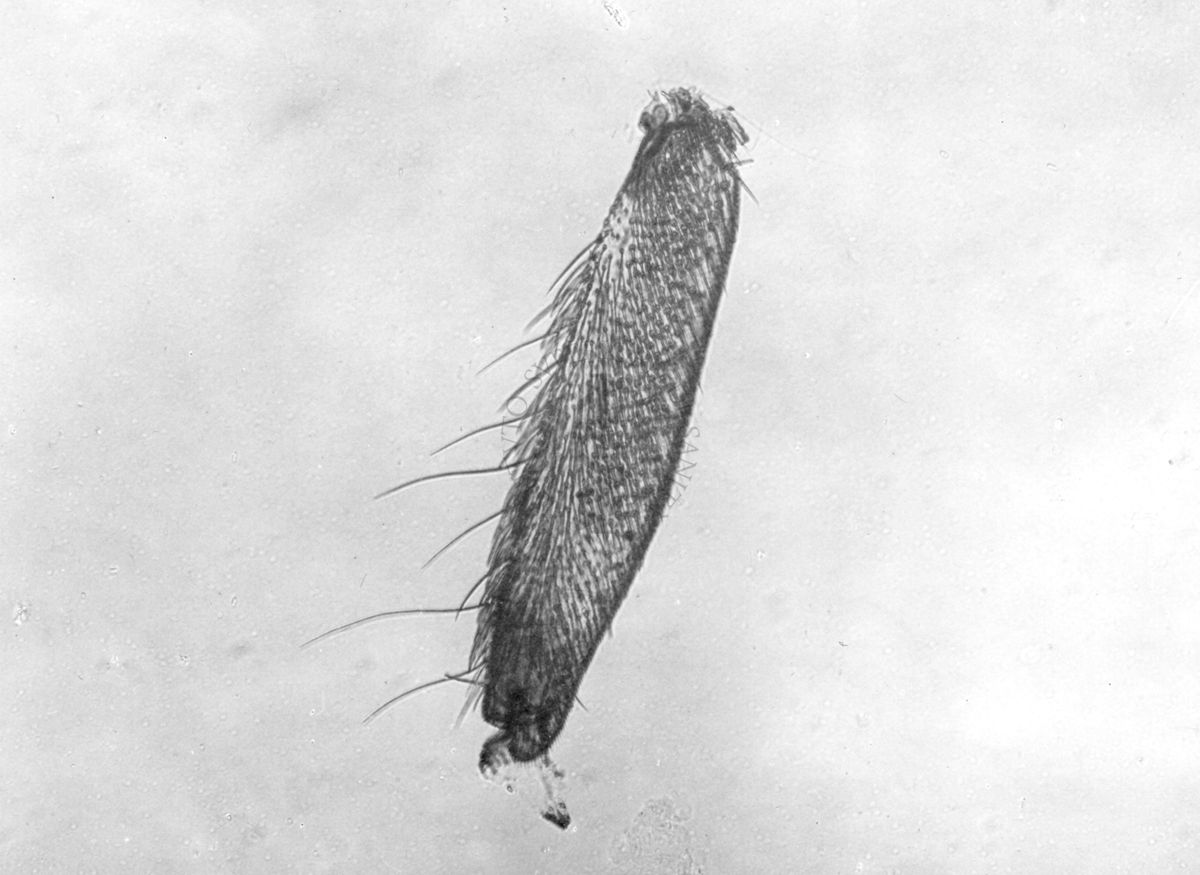 Basitarso 3° in un Simulide (Diptera)