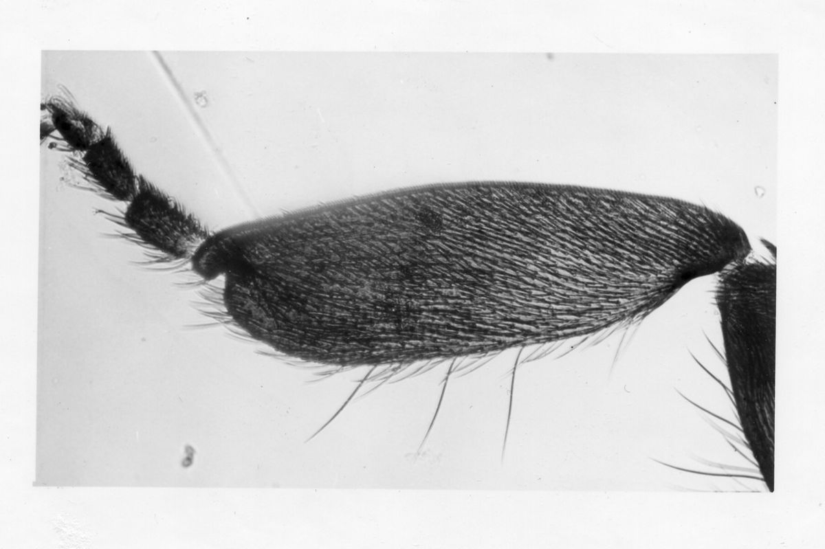 Dettagli morfologici di una nuova specie di Simulidi ovvero piccoli insetti simili a moscerini