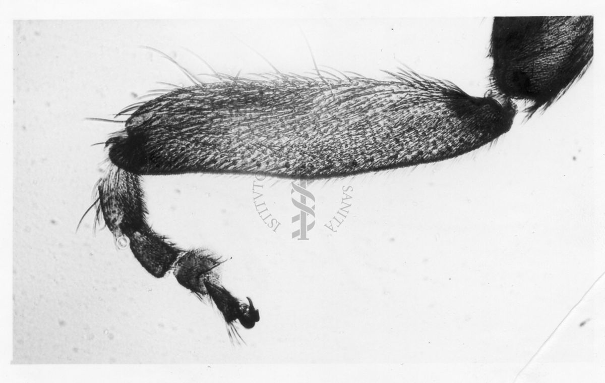 Dettagli morfologici di una nuova specie di Simulidi ovvero piccoli insetti simili a moscerini