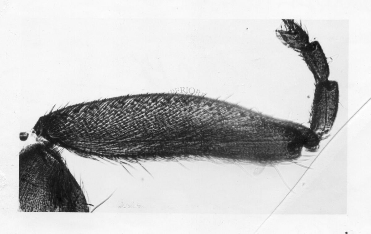 Dettagli morfologici di una nuova specie di Simulidi ovvero piccoli insetti simili a moscerini