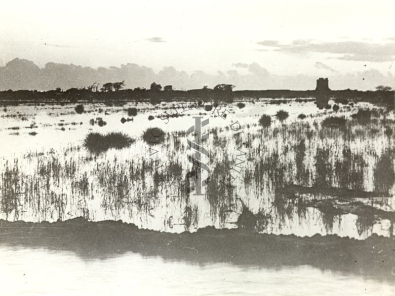 Immagine della  palude pontina. Terracina (Littoria).