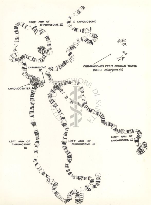 Immagine dei cromosomi delle cellule delle ghiandole salivari di Drosofila
