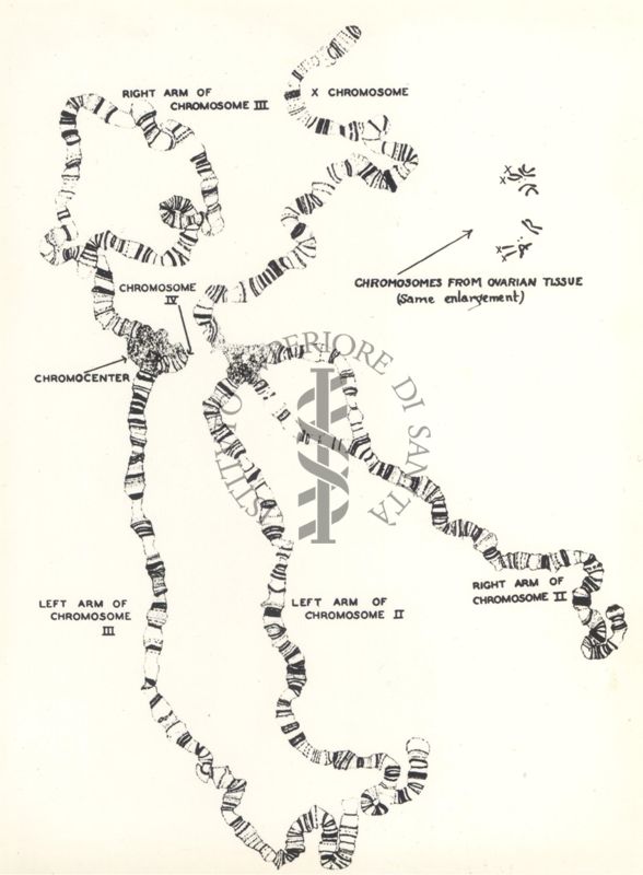 Immagine dei cromosomi delle cellule delle ghiandole salivari di Drosofila