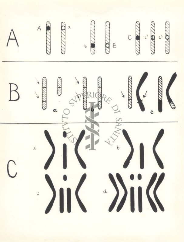 Schema di vari tipi di mutazione