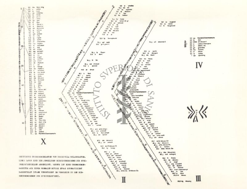 Mappa genetica dei cromosomi di Drosofila