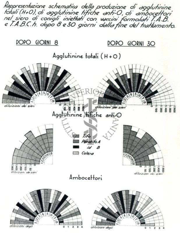 Diagramma polare rafficurante la produzione di agglutinine