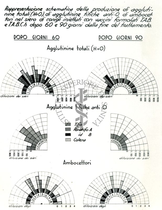 Diagramma polare rafficurante la produzione di agglutinine