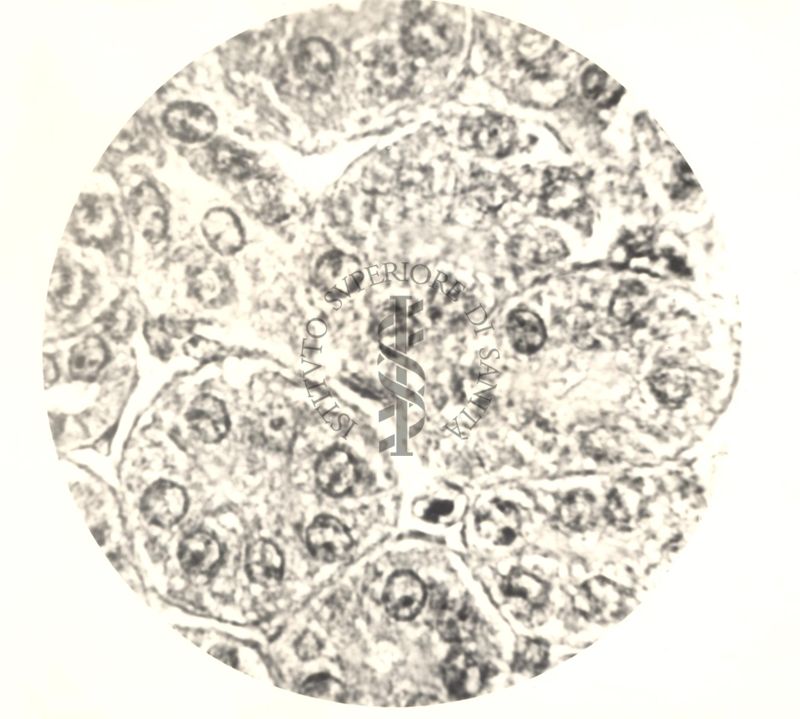 Immagine al microscopio di Cromalina del sesso in cellule di tessuti di piccione