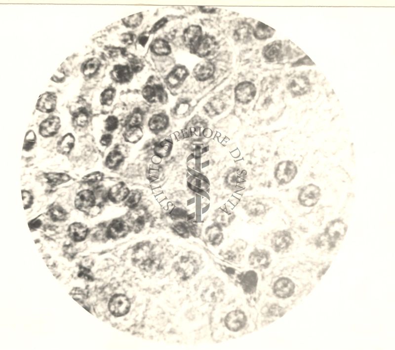 Immagine al microscopio di Cromalina del sesso in cellule di tessuti di piccione