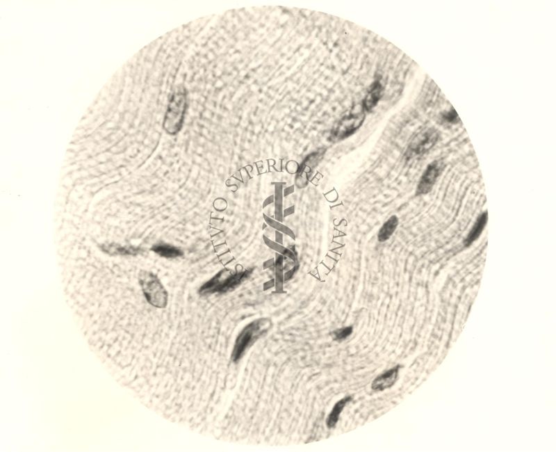 Immagine al microscopio di Cromalina del sesso in cellule di tessuti di piccione